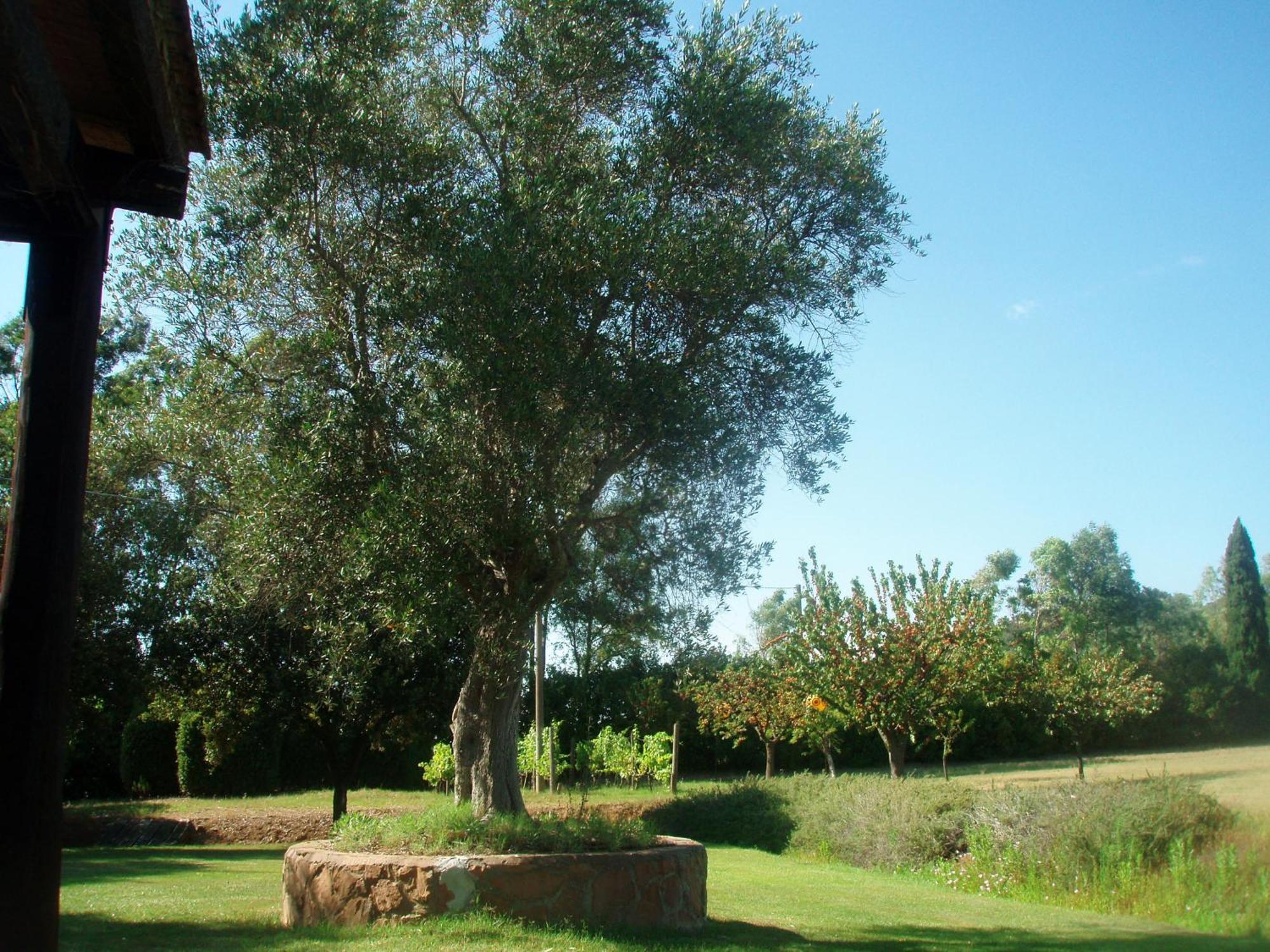 Agriturismo Podere Sant' Antonio Alberese Exterior foto